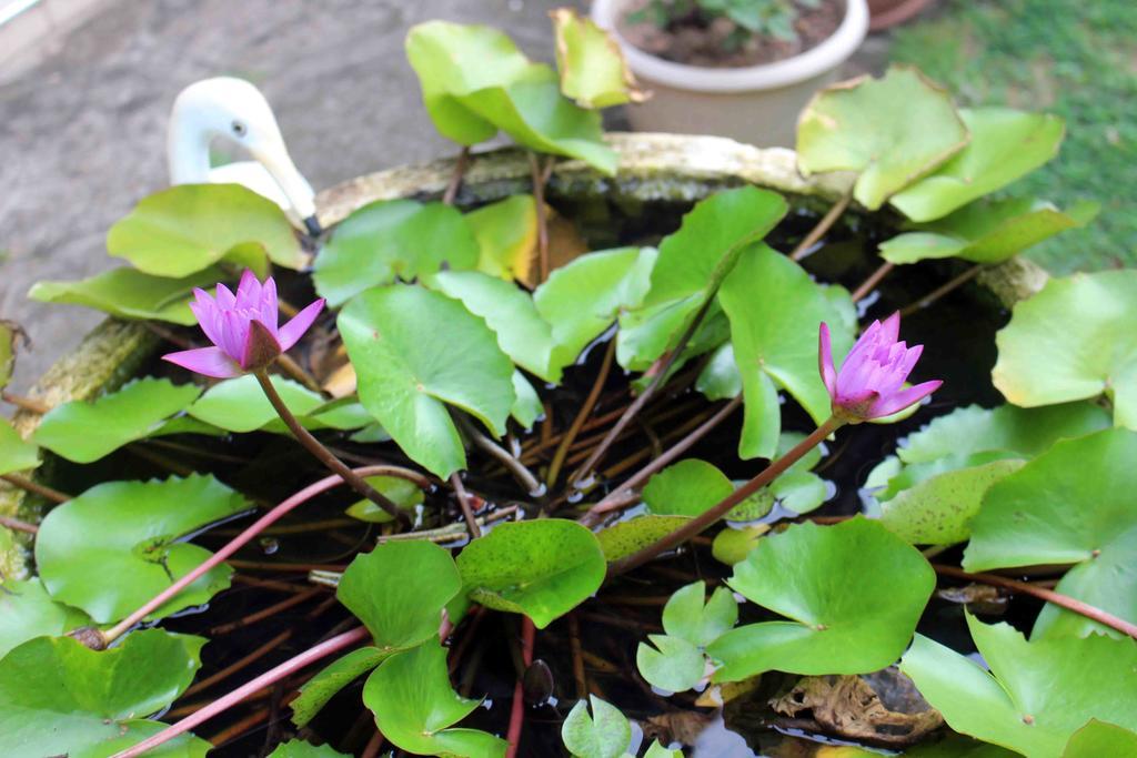 Anura Home Stay Kalutara Exterior photo